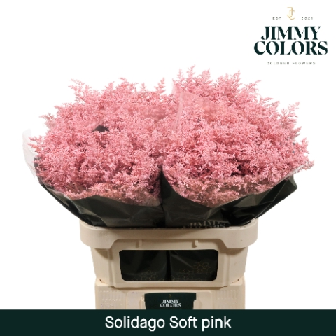 <h4>Solidago L80 Klbh. Licht Roze</h4>