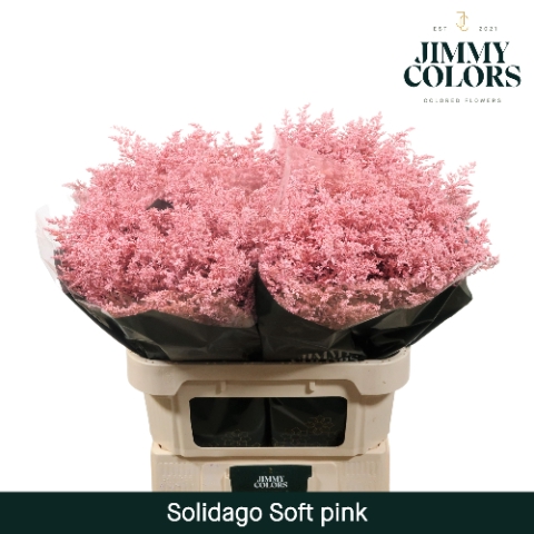 <h4>Solidago L70 Soft Pink</h4>