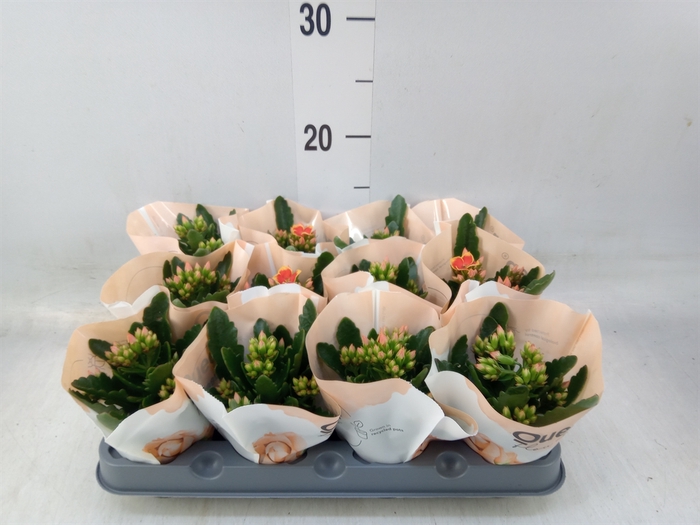 <h4>Kalanchoe blos. 'African Robbie'</h4>