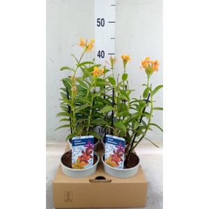 Epidendrum   ...