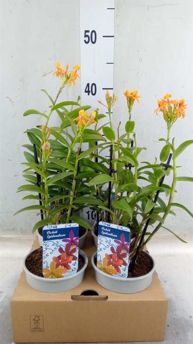 <h4>Epidendrum   ...</h4>