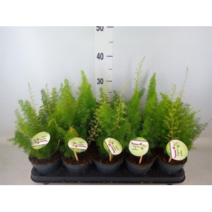 Asparagus dens. 'Meyers'