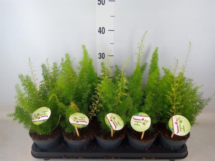 <h4>Asparagus dens. 'Meyers'</h4>