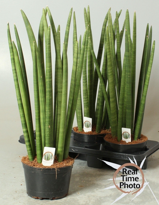 <h4>SANSEV CYLINDRICA OV</h4>