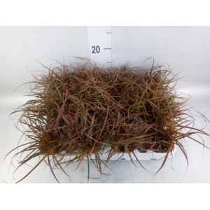 Uncinia rubra 'Everflame'