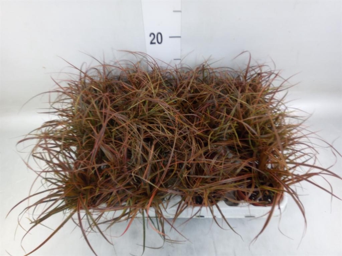 <h4>Uncinia rubra 'Everflame'</h4>