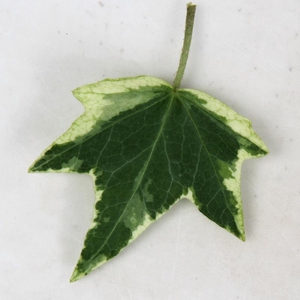 HEDERA HELIX Mathilde 9 cm