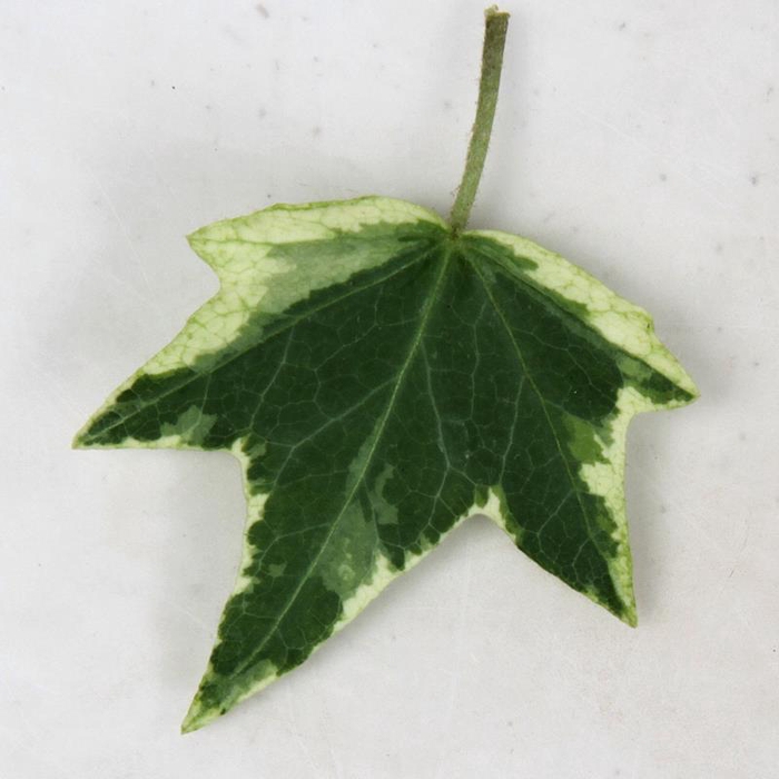 <h4>HEDERA HELIX Mathilde 9 cm</h4>
