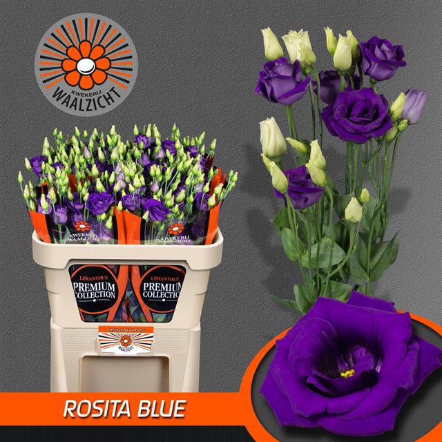 EUS G ROSI BLUE