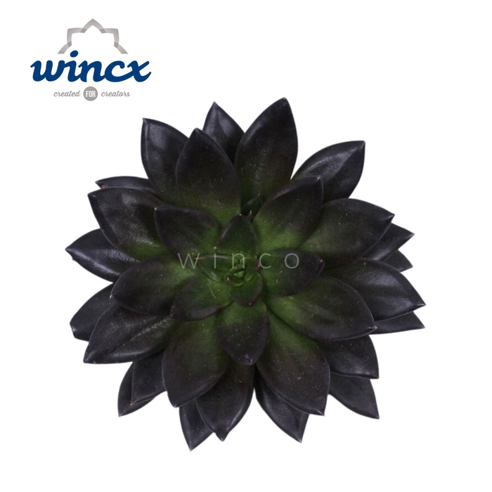 Echeveria Black Point Cutflower Wincx-8cm