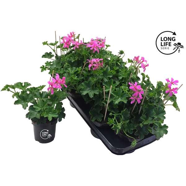 <h4>LongLife Peltatum Balkon lilac</h4>