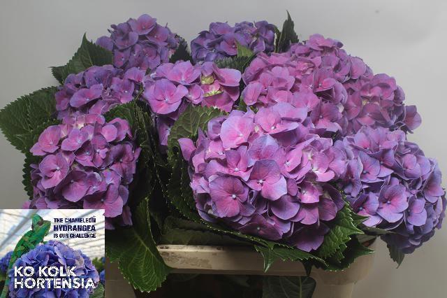 <h4>HYDR M CH CASSANOVA</h4>