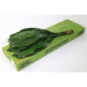 ASPIDISTRA 70CM GT