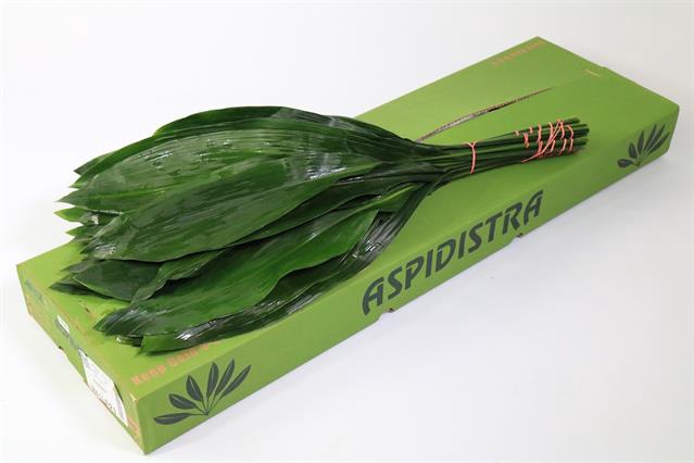 ASPIDISTRA 70CM GT