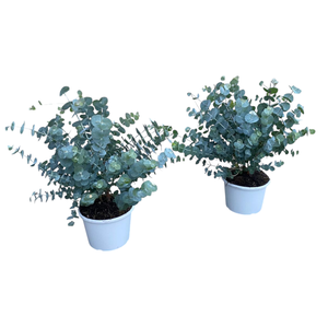 Eucalyptus cinerea silver dollar