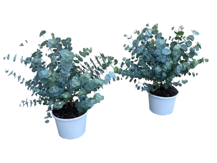 <h4>Eucalyptus cinerea silver dollar</h4>