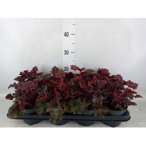 Heuchera   ...