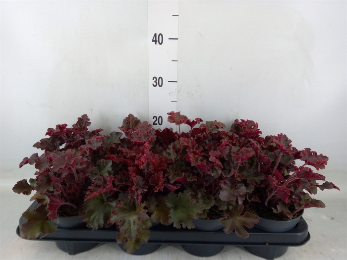 Heuchera   ...