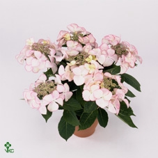 Hydrangea Hovaria Love You Kiss