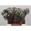 Kaaps Groen Silver Brunia