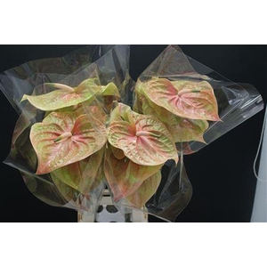 Anthurium Cognac