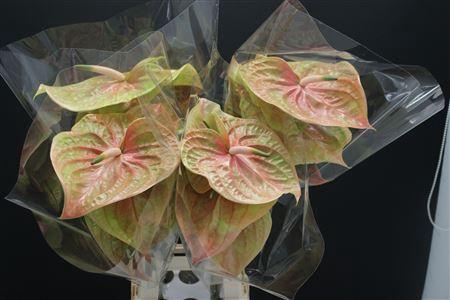 <h4>Anthurium Cognac</h4>