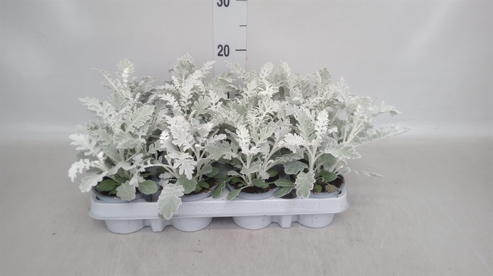 <h4>Jacobaea maritima</h4>