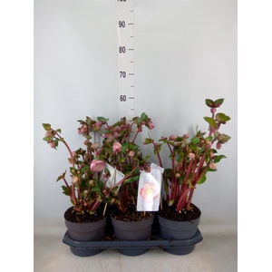 Helleborus  'Fkiss Pennys Pink'