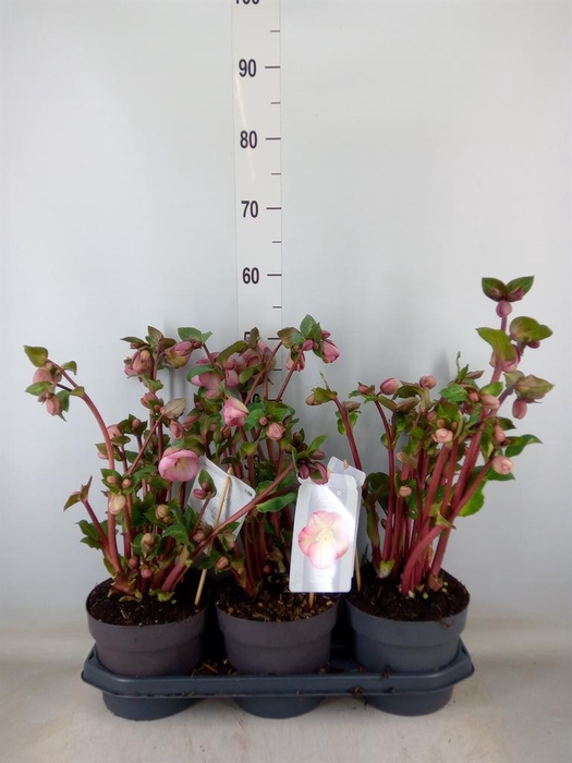 <h4>Helleborus 'Fkiss Pennys Pink'</h4>