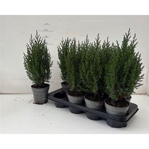 Juniperus Ch Stricta