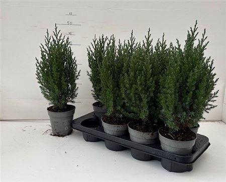 <h4>Juniperus Ch Stricta</h4>