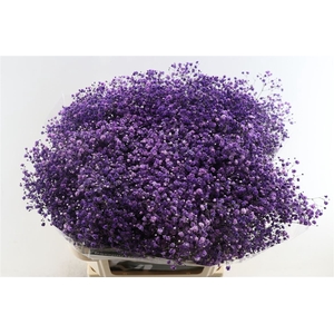 Gyps Pa. Cassis