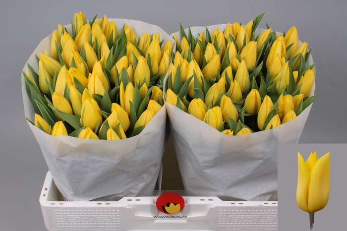 <h4>TU EN STRONG GOLD</h4>