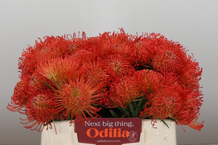 <h4>Nutans Succession</h4>