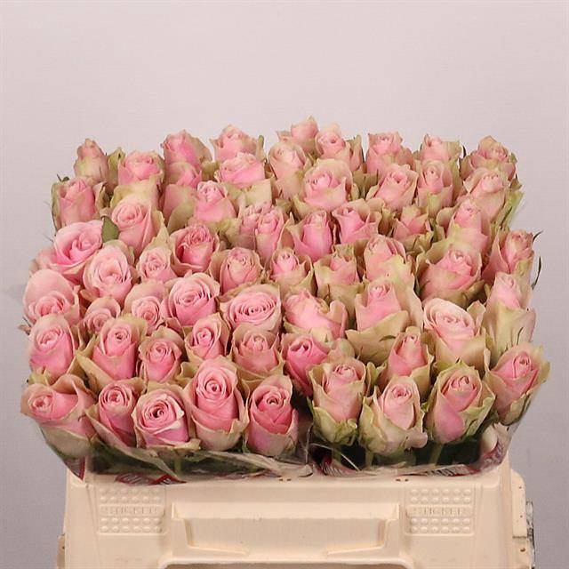 <h4>R GR PINK ATHENA</h4>