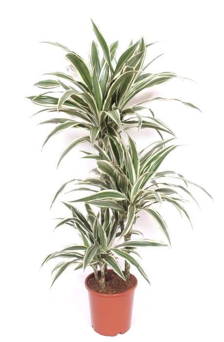 <h4>Dracaena White Stripe 60-30-15</h4>