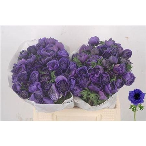 Anemone Levante Blue