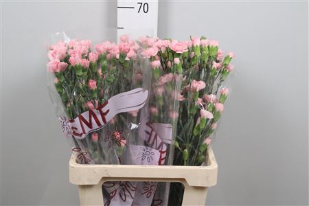 <h4>Di Tr Rascal Pink</h4>