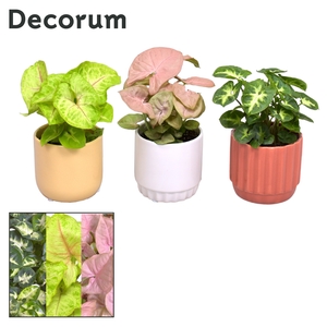 Collectie Nature Love - Syngonium mix in pot Liam