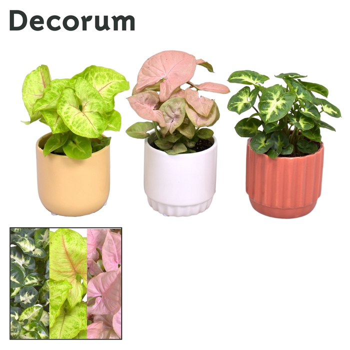 <h4>Collectie Nature Love - Syngonium mix in pot Liam</h4>