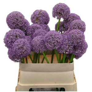 ALLIUM GROOTBLOEMIG