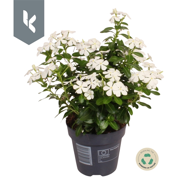 Catharanthus Soirée White