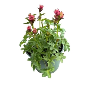 Astrantia Major Roma