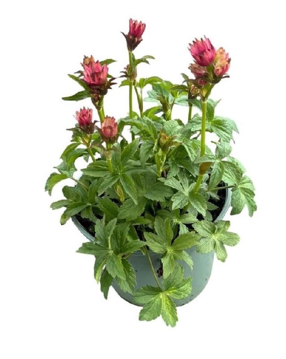 <h4>Astrantia Major Roma</h4>