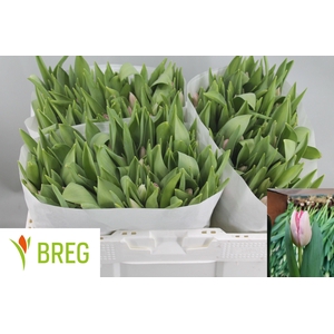 TU EN GANDERS RHAPSO