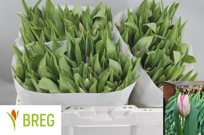 <h4>TU EN GANDERS RHAPSO</h4>