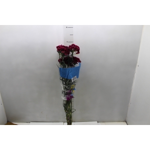 CRAVO BLACK HEART 070 CM