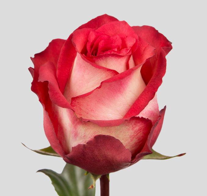 <h4>R GR IGUAZU</h4>