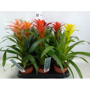 Guzmania   ...mix