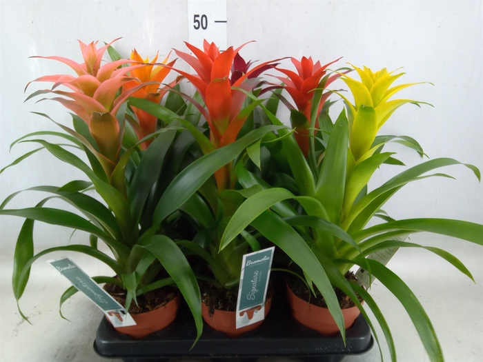 <h4>Guzmania   ...mix</h4>